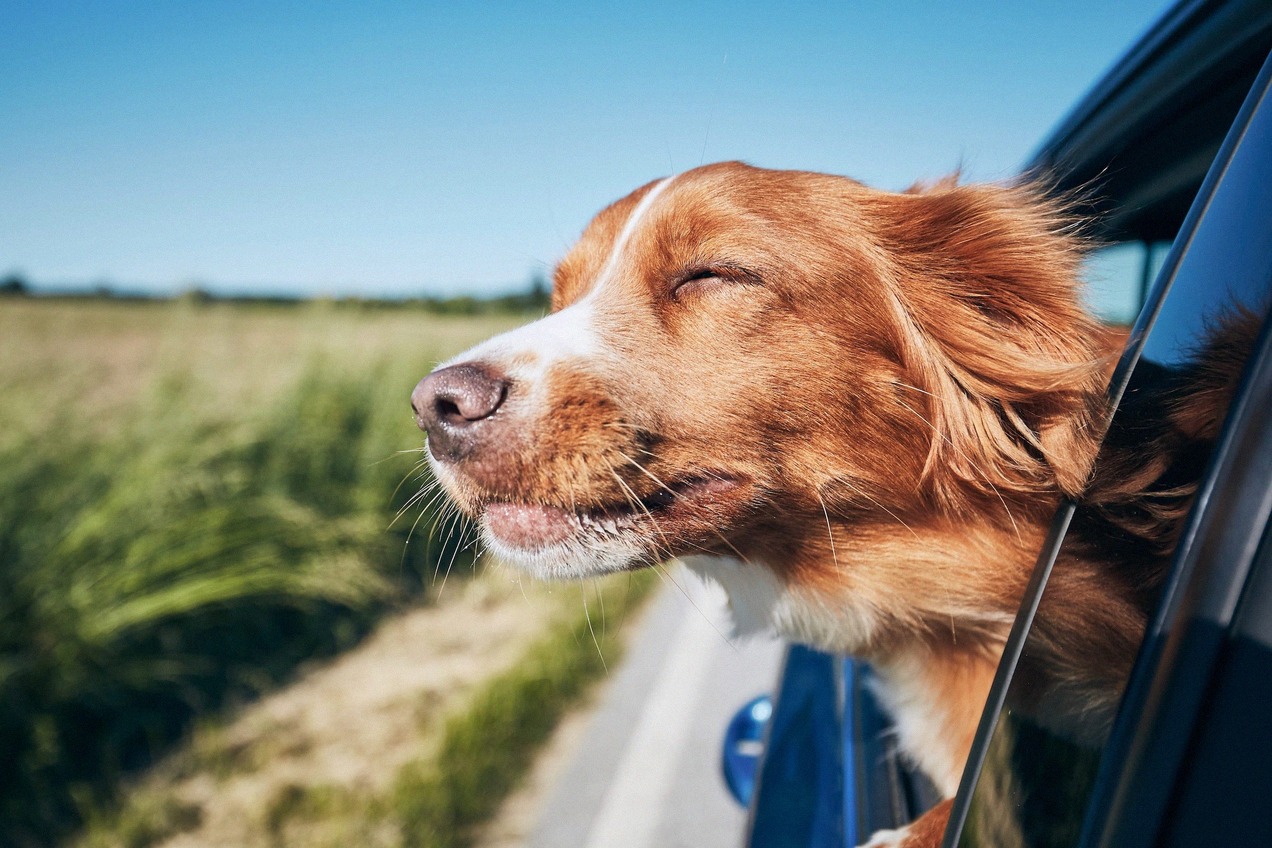 Med hunden til England